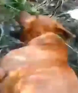 Part2 Animals Rescue #dogrescue #rescuedog #dogsofttiktok #foryoupage #foryou #dogs