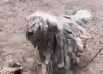 Part2 Animals Rescue #dogrescue #rescuedog #dogsofttiktok #foryoupage #foryou #dogs