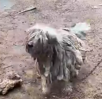 Part2 Animals Rescue #dogrescue #rescuedog #dogsofttiktok #foryoupage #foryou #dogs