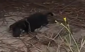 Part2 Animals Rescue #dogrescue #rescuedog #dogsofttiktok #foryoupage #foryou #dogs