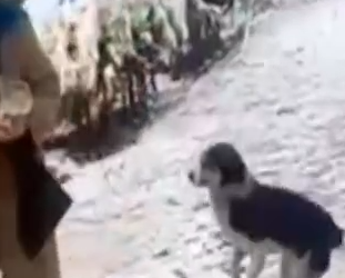 Part2 Animals Rescue #dogrescue #rescuedog #dogsofttiktok #foryoupage #foryou #dogs