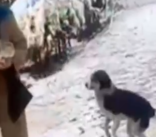 Part2 Animals Rescue #dogrescue #rescuedog #dogsofttiktok #foryoupage #foryou #dogs