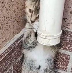 Part2 Animals Rescue #dogrescue #rescuedog #dogsofttiktok #foryoupage #foryou #dogs