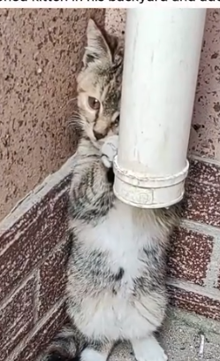 Part2 Animals Rescue #dogrescue #rescuedog #dogsofttiktok #foryoupage #foryou #dogs