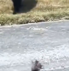 Part2 Animals Rescue #dogrescue #rescuedog #dogsofttiktok #foryoupage #foryou #dogs