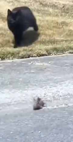 Part2 Animals Rescue #dogrescue #rescuedog #dogsofttiktok #foryoupage #foryou #dogs