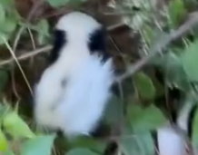 Part2 Animals Rescue #dogrescue #rescuedog #dogsofttiktok #foryoupage #foryou #dogs