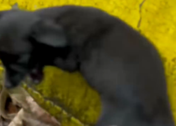 Part2 Animals Rescue #dogrescue #rescuedog #dogsofttiktok #foryoupage #foryou #dogs