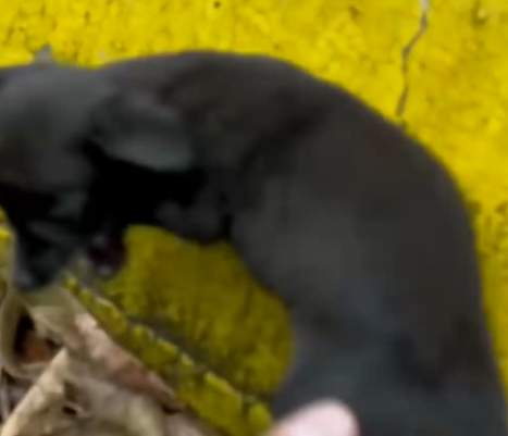 Part2 Animals Rescue #dogrescue #rescuedog #dogsofttiktok #foryoupage #foryou #dogs