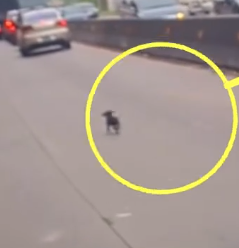 Part2 Animals Rescue #dogrescue #rescuedog #dogsofttiktok #foryoupage #foryou #dogs