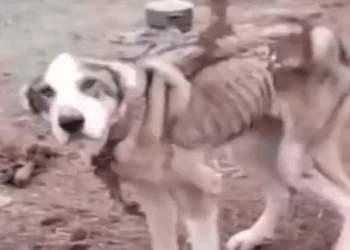 Part2 Animals Rescue #dogrescue #rescuedog #dogsofttiktok #foryoupage #foryou #dogs