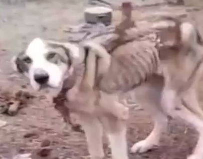 Part2 Animals Rescue #dogrescue #rescuedog #dogsofttiktok #foryoupage #foryou #dogs