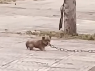 Part2 Animals Rescue #dogrescue #rescuedog #dogsofttiktok #foryoupage #foryou #dogs