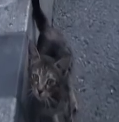 Part2 Animals Rescue #dogrescue #rescuedog #dogsofttiktok #foryoupage #foryou #dogs