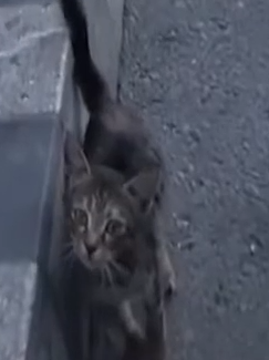 Part2 Animals Rescue #dogrescue #rescuedog #dogsofttiktok #foryoupage #foryou #dogs