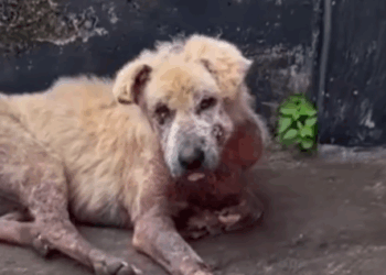 Part2 Animals Rescue #dogrescue #rescuedog #dogsofttiktok #foryoupage #foryou #dogs