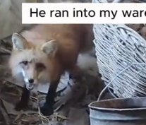 Part2 Animals Rescue #dogrescue #rescuedog #dogsofttiktok #foryoupage #foryou #dogs