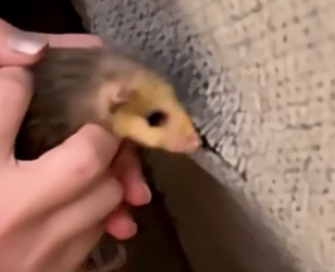 Part2 Animals Rescue #dogrescue #rescuedog #dogsofttiktok #foryoupage #foryou #dogs