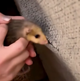 Part2 Animals Rescue #dogrescue #rescuedog #dogsofttiktok #foryoupage #foryou #dogs