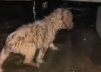 Part2 Animals Rescue #dogrescue #rescuedog #dogsofttiktok #foryoupage #foryou #dogs