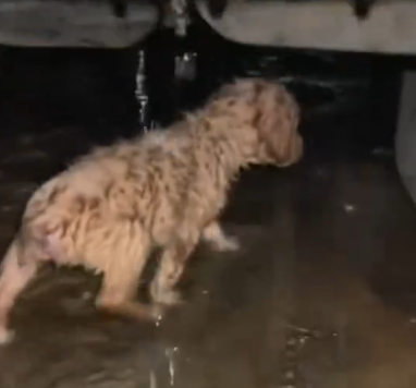 Part2 Animals Rescue #dogrescue #rescuedog #dogsofttiktok #foryoupage #foryou #dogs