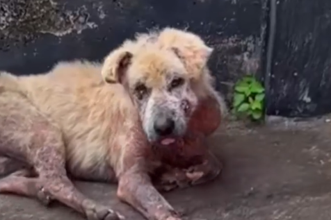 Part2 Animals Rescue #dogrescue #rescuedog #dogsofttiktok #foryoupage #foryou #dogs