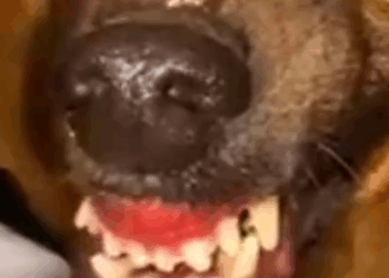 Part2 Animals Rescue #dogrescue #rescuedog #dogsofttiktok #foryoupage #foryou #dogs