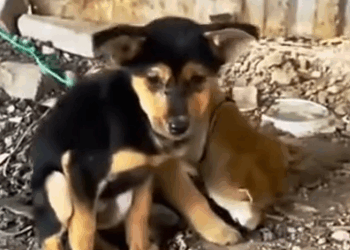 Part2 Animals Rescue #dogrescue #rescuedog #dogsofttiktok #foryoupage #foryou #dogs