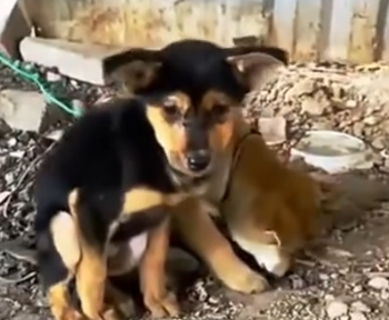 Part2 Animals Rescue #dogrescue #rescuedog #dogsofttiktok #foryoupage #foryou #dogs