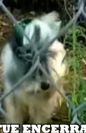 Part2 Animals Rescue #dogrescue #rescuedog #dogsofttiktok #foryoupage #foryou #dogs