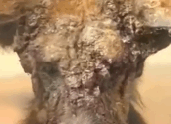 Part2 Animals Rescue #dogrescue #rescuedog #dogsofttiktok #foryoupage #foryou #dogs