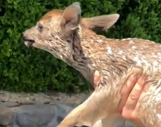 Part2 Animals Rescue #dogrescue #rescuedog #dogsofttiktok #foryoupage #foryou #dogs