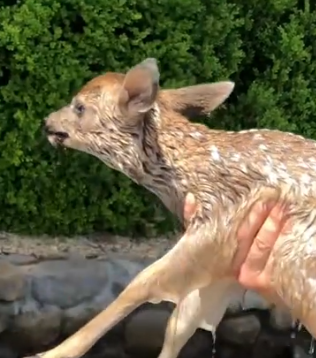 Part2 Animals Rescue #dogrescue #rescuedog #dogsofttiktok #foryoupage #foryou #dogs