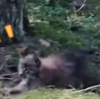 Part2 Animals Rescue #dogrescue #rescuedog #dogsofttiktok #foryoupage #foryou #dogs