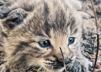 Part2 Animals Rescue #dogrescue #rescuedog #dogsofttiktok #foryoupage #foryou #dogs