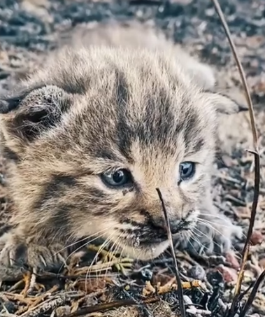 Part2 Animals Rescue #dogrescue #rescuedog #dogsofttiktok #foryoupage #foryou #dogs