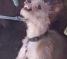 Part2 Animals Rescue #dogrescue #rescuedog #dogsofttiktok #foryoupage #foryou #dogs