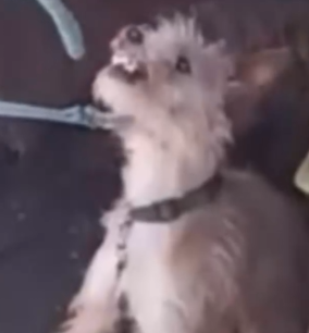 Part2 Animals Rescue #dogrescue #rescuedog #dogsofttiktok #foryoupage #foryou #dogs