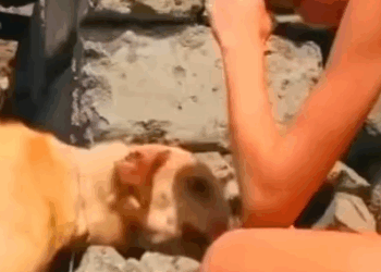 Part2 Animals Rescue #dogrescue #rescuedog #dogsofttiktok #foryoupage #foryou #dogs
