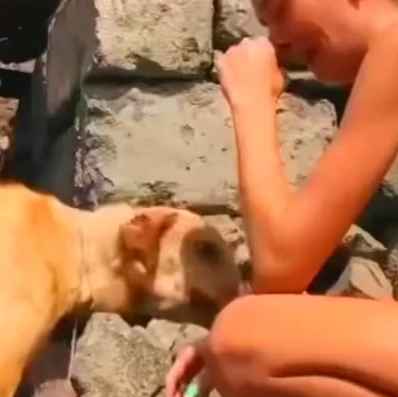 Part2 Animals Rescue #dogrescue #rescuedog #dogsofttiktok #foryoupage #foryou #dogs