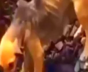 Part2 Animals Rescue #dogrescue #rescuedog #dogsofttiktok #foryoupage #foryou #dogs