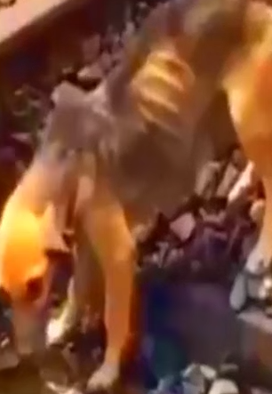 Part2 Animals Rescue #dogrescue #rescuedog #dogsofttiktok #foryoupage #foryou #dogs