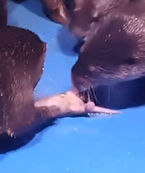 Part2 Animals Rescue #dogrescue #rescuedog #dogsofttiktok #foryoupage #foryou #dogs