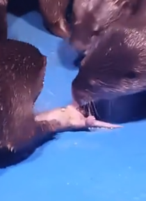 Part2 Animals Rescue #dogrescue #rescuedog #dogsofttiktok #foryoupage #foryou #dogs