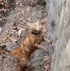 P      art2 Animals Rescue #dogrescue #rescuedog #dogsofttiktok #foryoupage #foryou #dogs