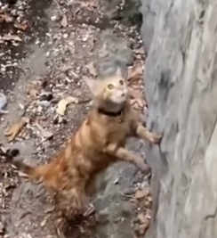 P      art2 Animals Rescue #dogrescue #rescuedog #dogsofttiktok #foryoupage #foryou #dogs