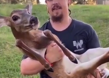 Part2 Animals Rescue #dogrescue #rescuedog #dogsofttiktok #foryoupage #foryou #dogs