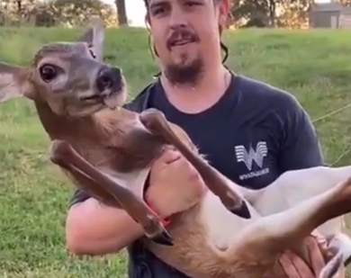 Part2 Animals Rescue #dogrescue #rescuedog #dogsofttiktok #foryoupage #foryou #dogs