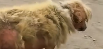 Part2 Animals Rescue #dogrescue #rescuedog #dogsofttiktok #foryoupage #foryou #dogs