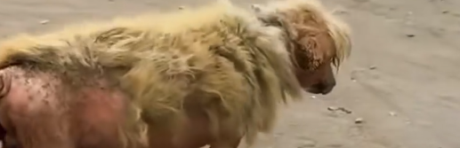 Part2 Animals Rescue #dogrescue #rescuedog #dogsofttiktok #foryoupage #foryou #dogs